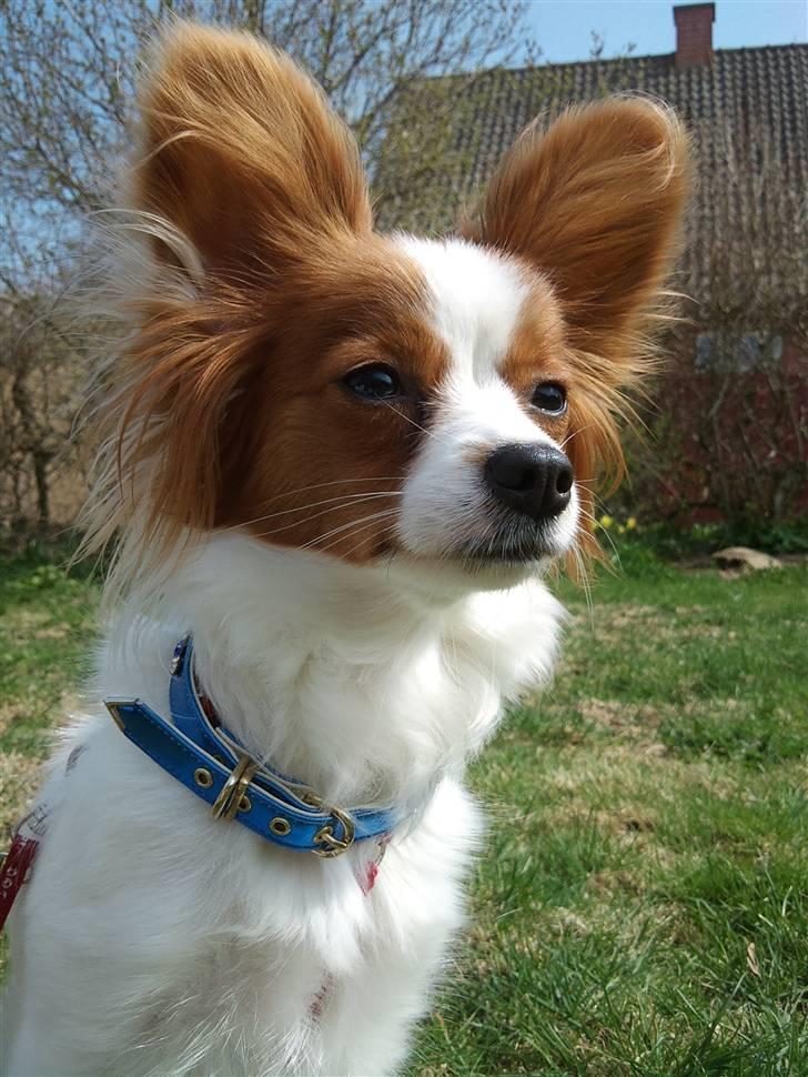 Papillon Avalee aka Ene Herskeren - Ihh skal du tage alle de billeder mor?? -.- billede 7