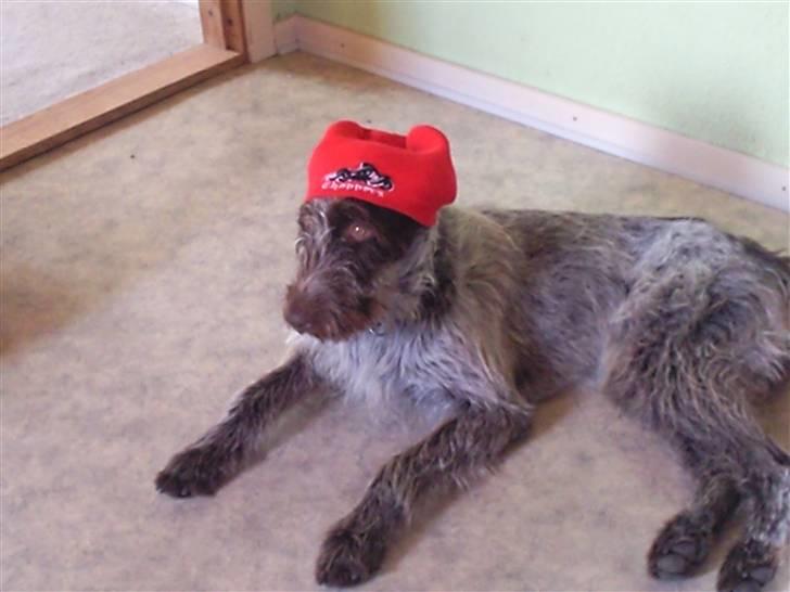 Ruhåret hønsehund riggi R.I.P billede 6