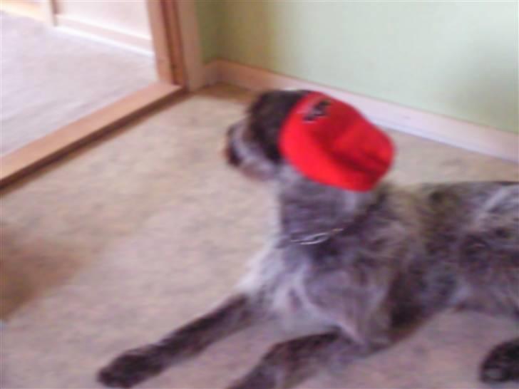 Ruhåret hønsehund riggi R.I.P billede 7