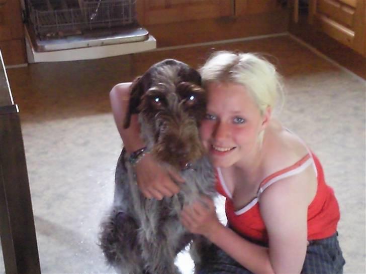 Ruhåret hønsehund riggi R.I.P billede 8