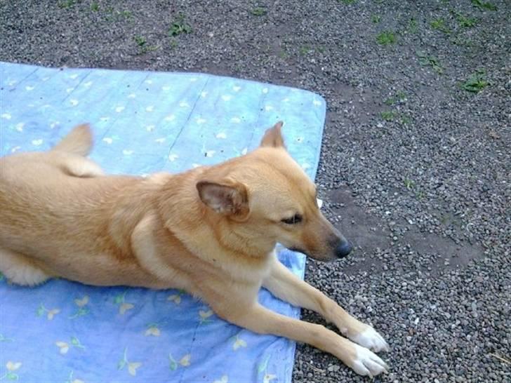 Blanding af racer Fiona billede 1