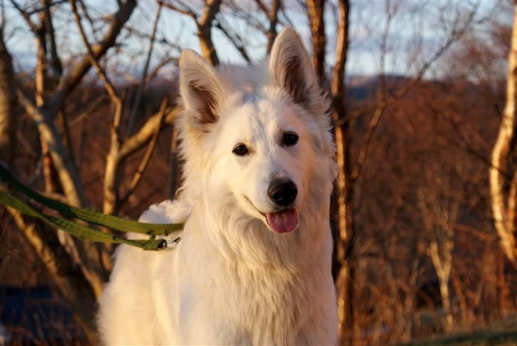 Hvid Schweizisk Hyrdehund Hetolix Q-tips billede 12