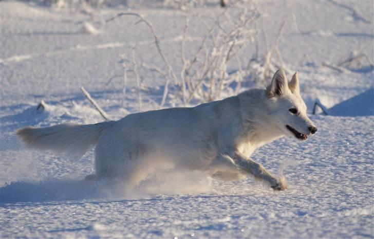 Hvid Schweizisk Hyrdehund Hetolix Q-tips billede 13