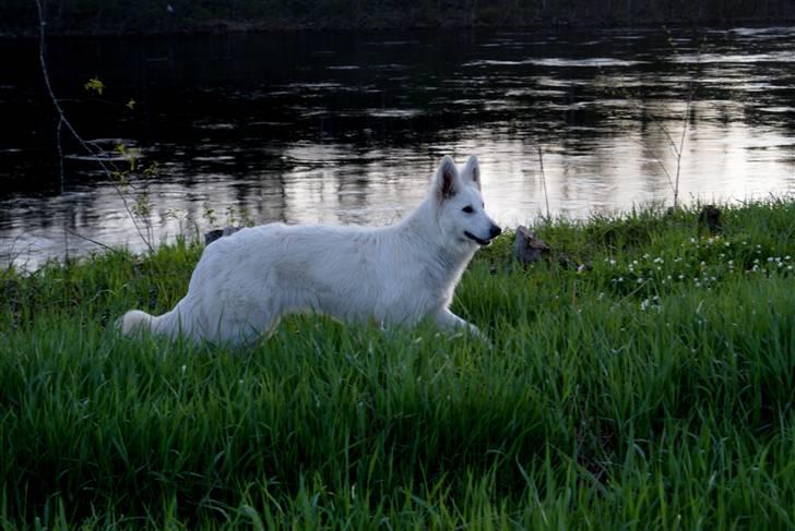 Hvid Schweizisk Hyrdehund Hetolix Q-tips billede 14