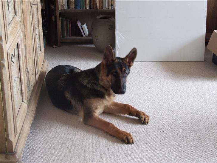 Schæferhund Sonto´s Vegas, død 140609 - Jeg er altså en stor dreng billede 1