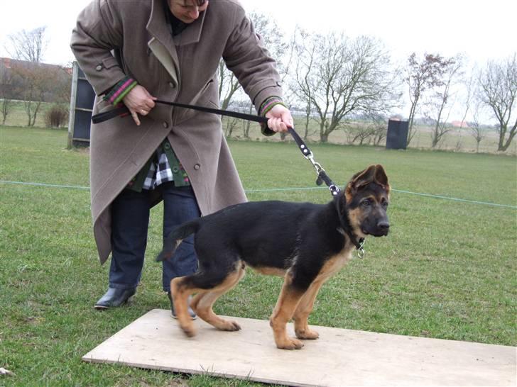 Schæferhund Sonto´s Vegas, død 140609 - Jeg vil gerne ud at lege billede 2