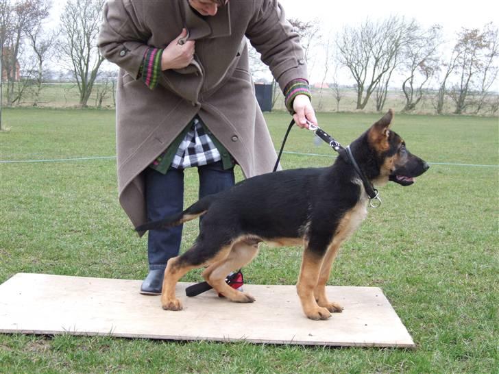 Schæferhund Sonto´s Vegas, død 140609 - Hvorfor skal hun nu holde i mig? billede 3