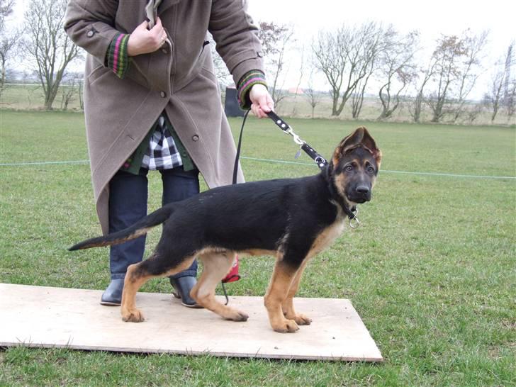 Schæferhund Sonto´s Vegas, død 140609 - Sikke fine ører jeg har billede 4