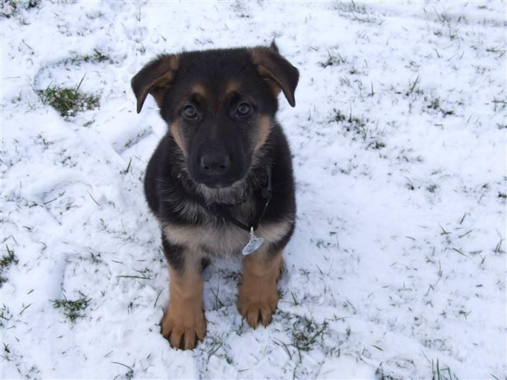 Schæferhund Sonto´s Vegas, død 140609 - Nu er der kommet sne billede 5