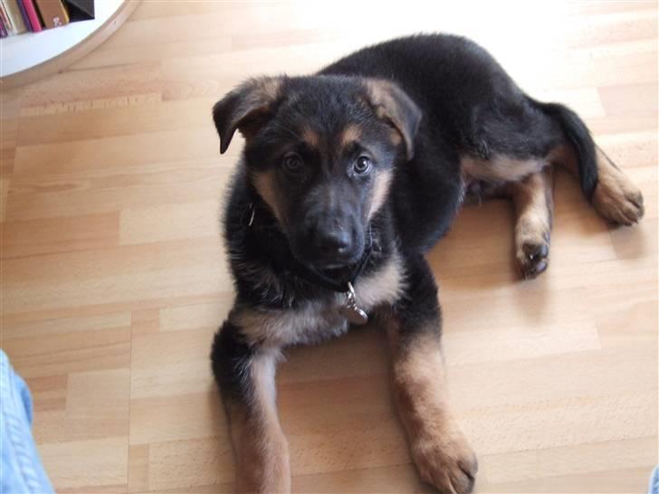 Schæferhund Sonto´s Vegas, død 140609 - Jeg er lidt træt billede 6