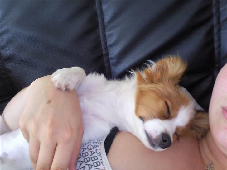 Papillon Avalee aka Ene Herskeren - Mig og min mor, vi putter og hygger... <3 billede 8