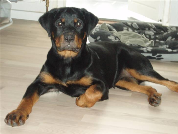Rottweiler Chili - Chili 4 mdr billede 14