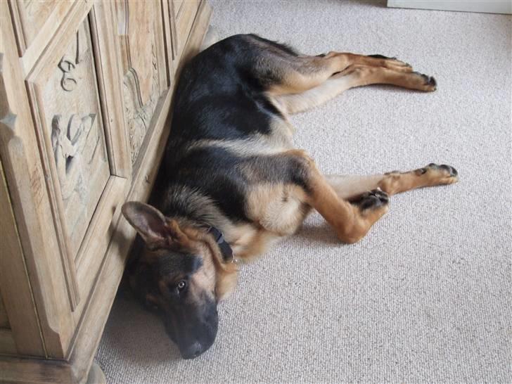 Schæferhund Sonto´s Vegas, død 140609 - Nu skal jeg vækkes billede 7