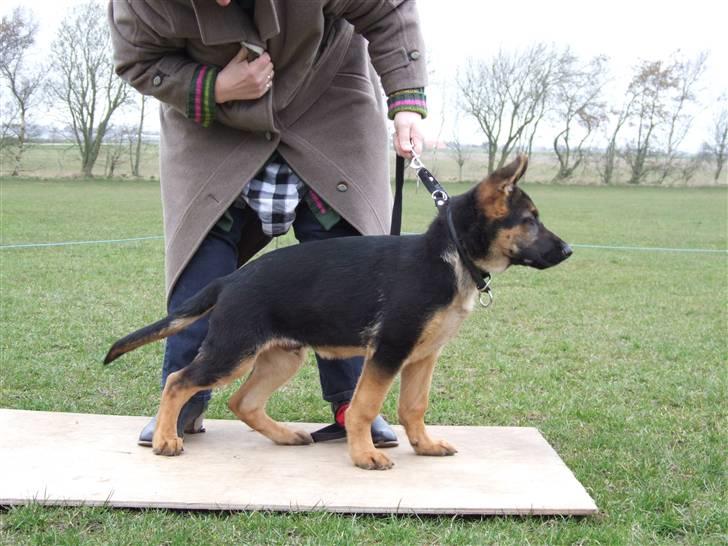 Schæferhund Sonto´s Vegas, død 140609 billede 8