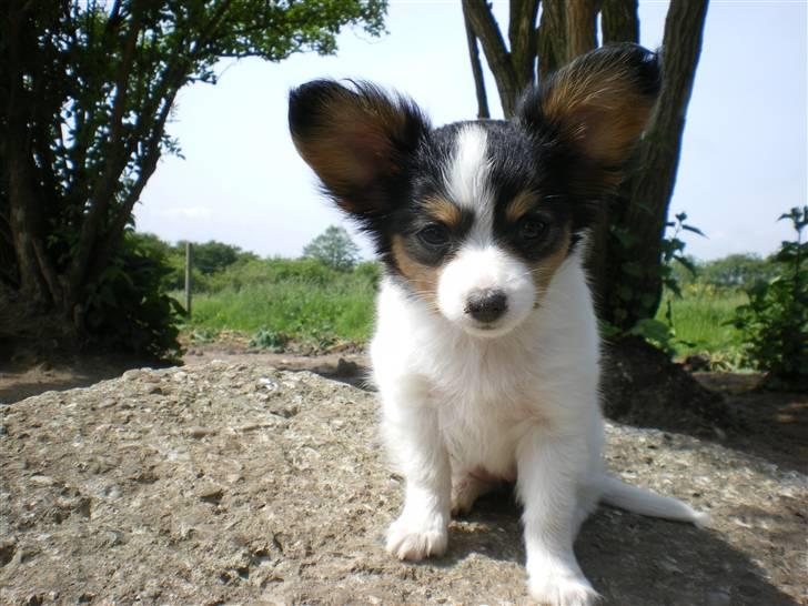 Papillon Suey billede 11