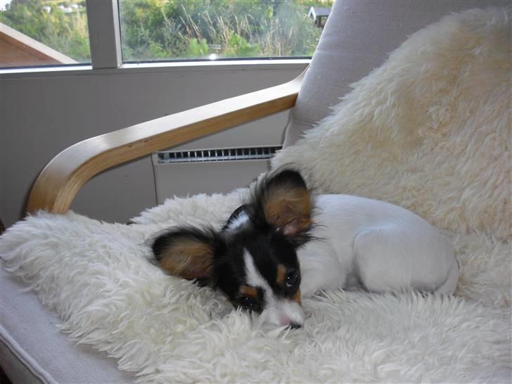 Papillon Suey billede 12