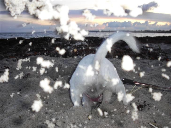 Papillon Suey billede 13