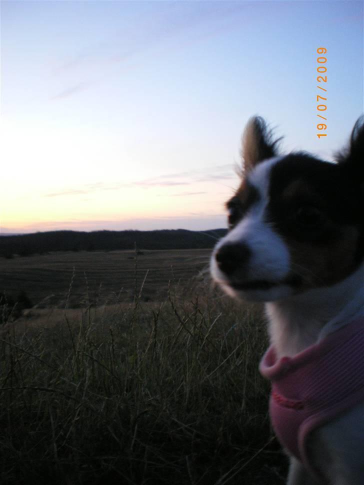 Papillon Suey billede 14