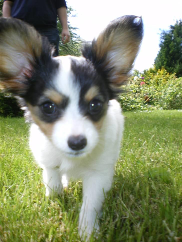 Papillon Suey - HEEEJ :D billede 15