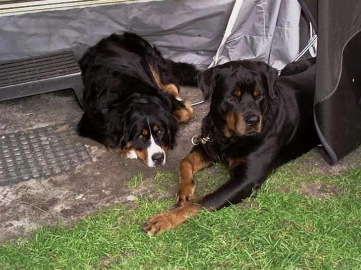 Rottweiler bacchus billede 13