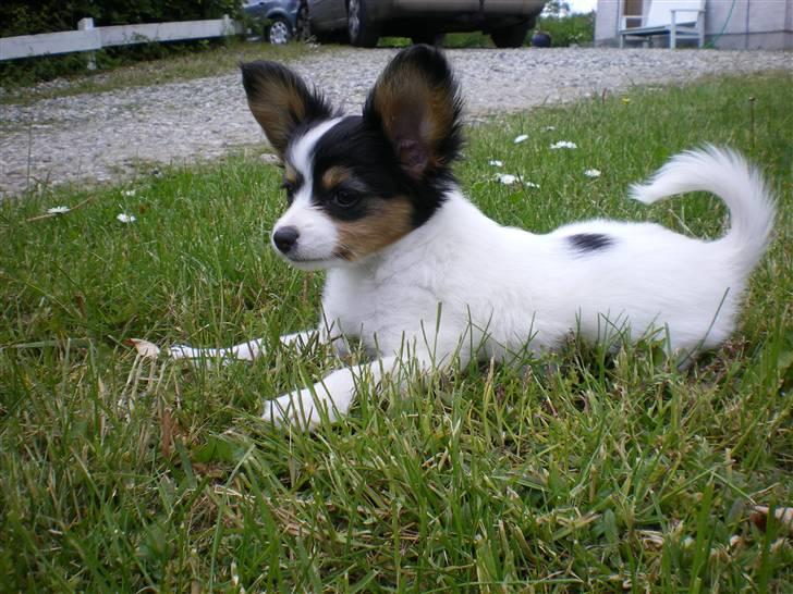 Papillon Suey billede 16