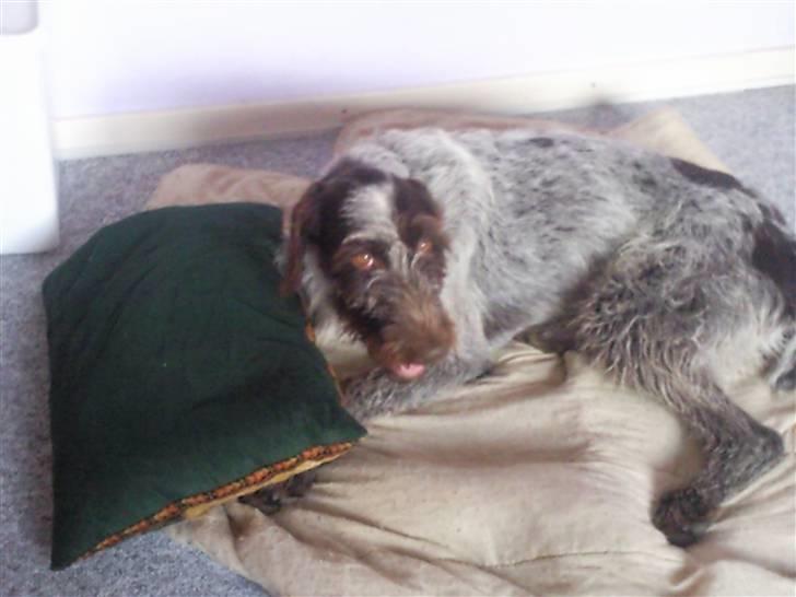 Ruhåret hønsehund riggi R.I.P billede 9