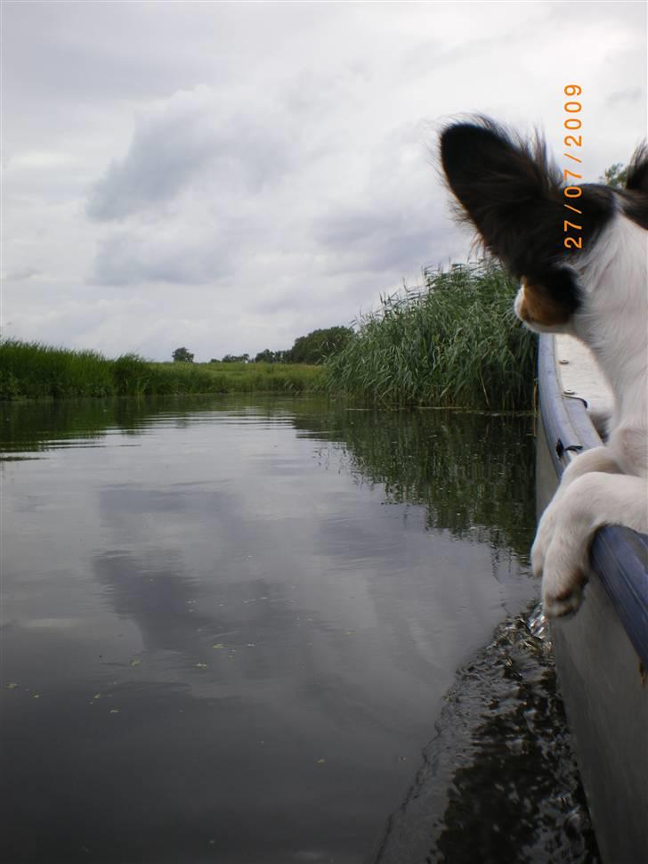 Papillon Suey billede 17