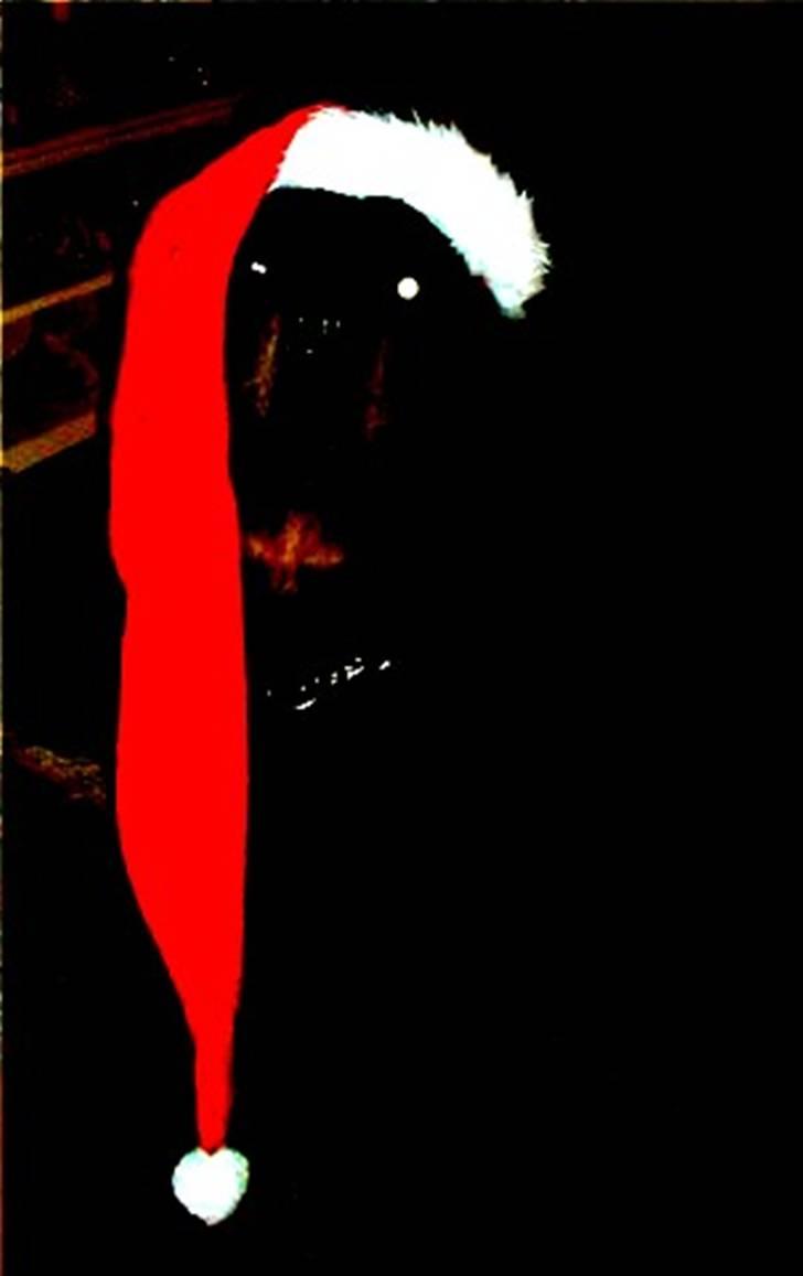 Rottweiler bacchus billede 14