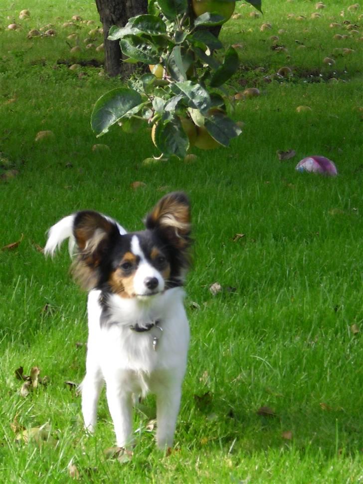 Papillon Suey billede 18