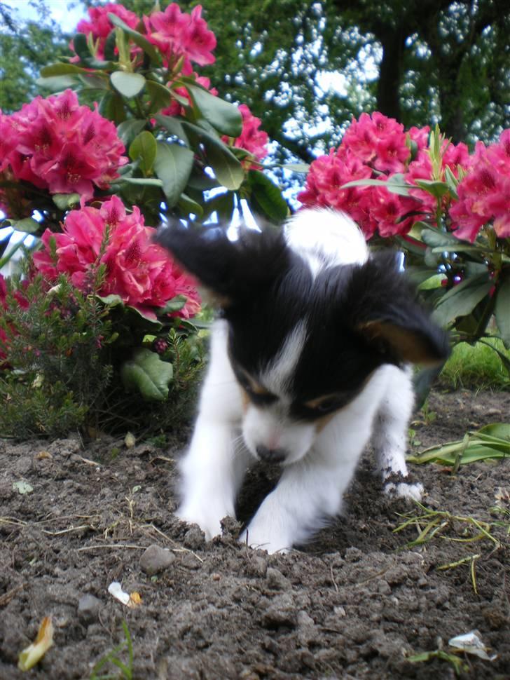 Papillon Suey - geave, grave, grave billede 19