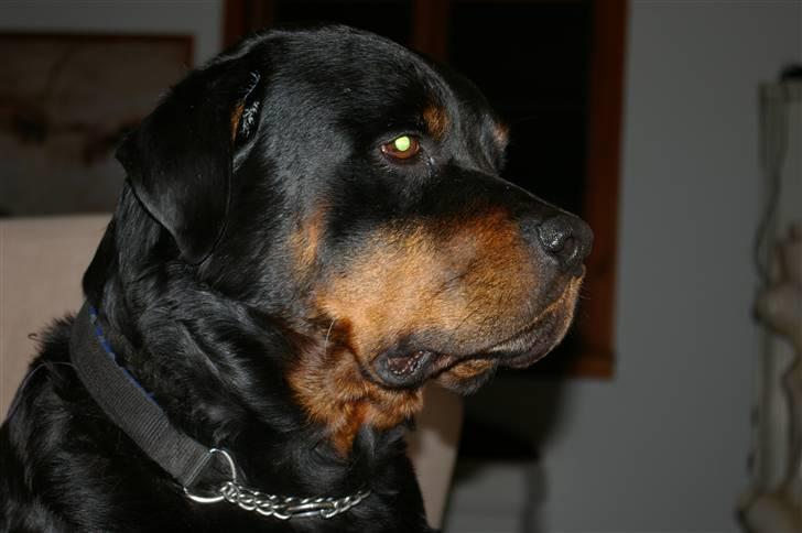 Rottweiler bacchus billede 15