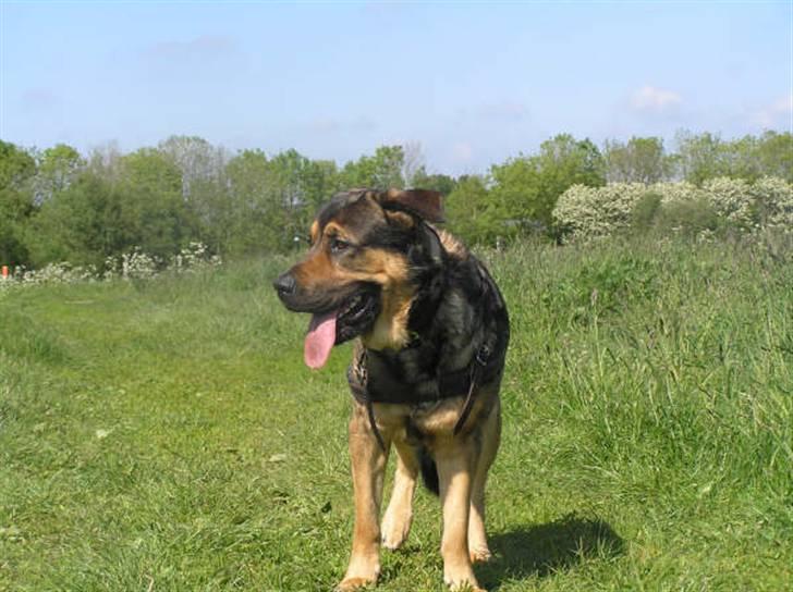 Blanding af racer Loke Rott/schæfer/norsk elg hund billede 4