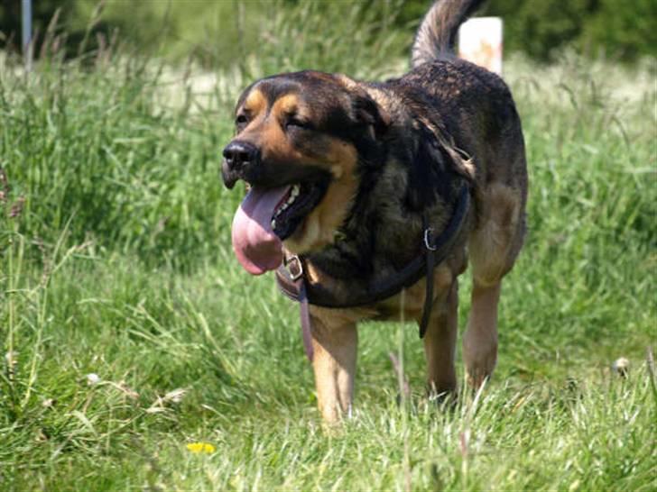 Blanding af racer Loke Rott/schæfer/norsk elg hund billede 5