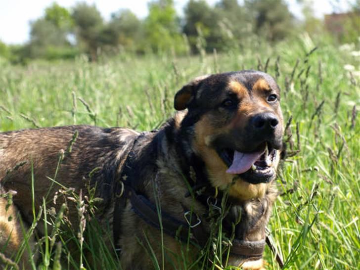 Blanding af racer Loke Rott/schæfer/norsk elg hund billede 6