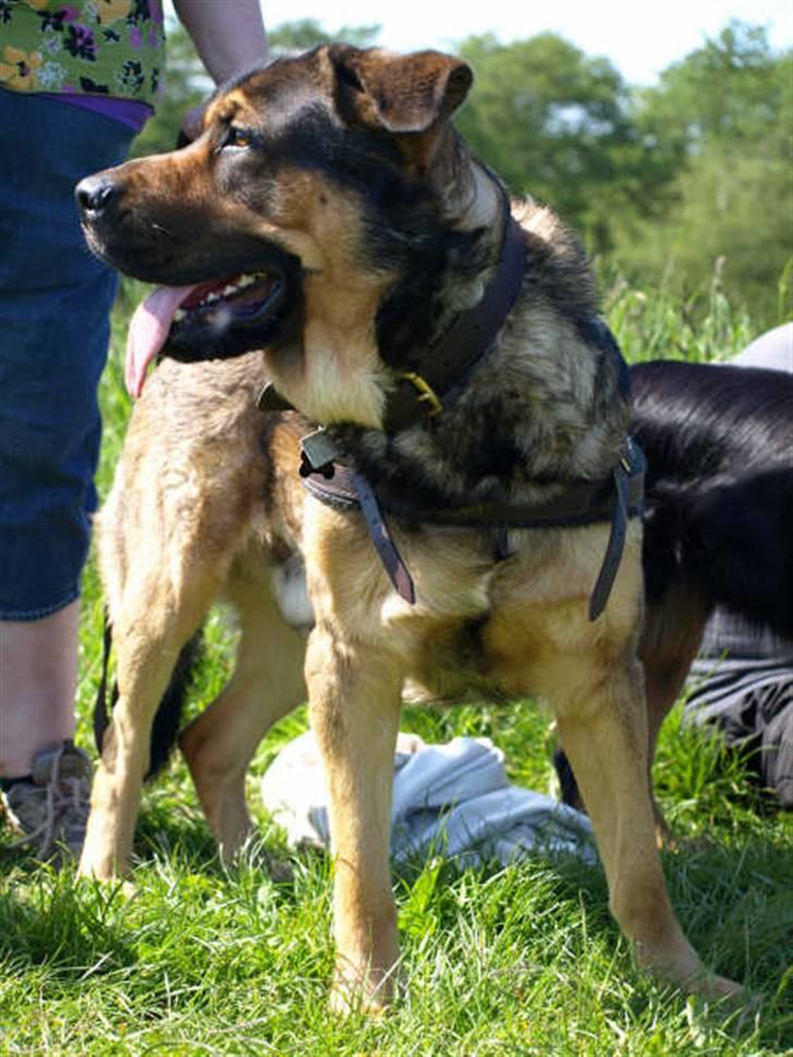 Blanding af racer Loke Rott/schæfer/norsk elg hund billede 7