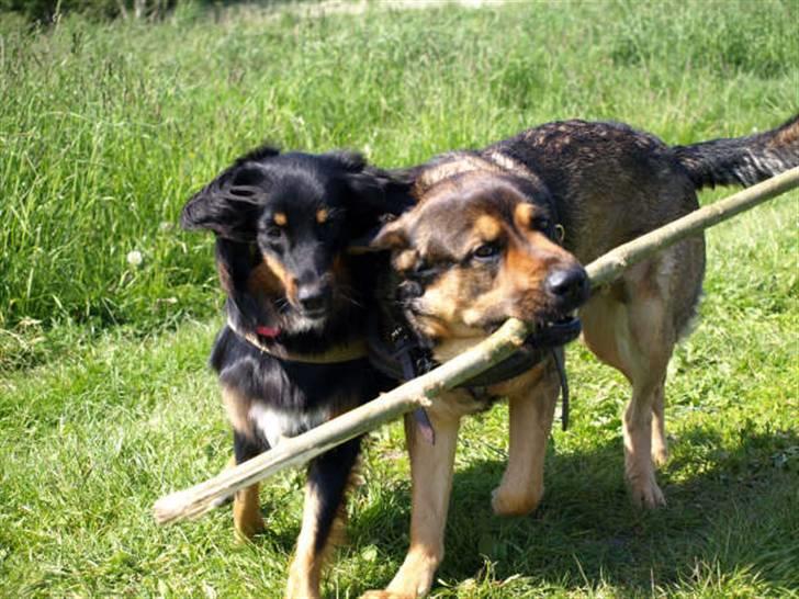 Blanding af racer Loke Rott/schæfer/norsk elg hund billede 8