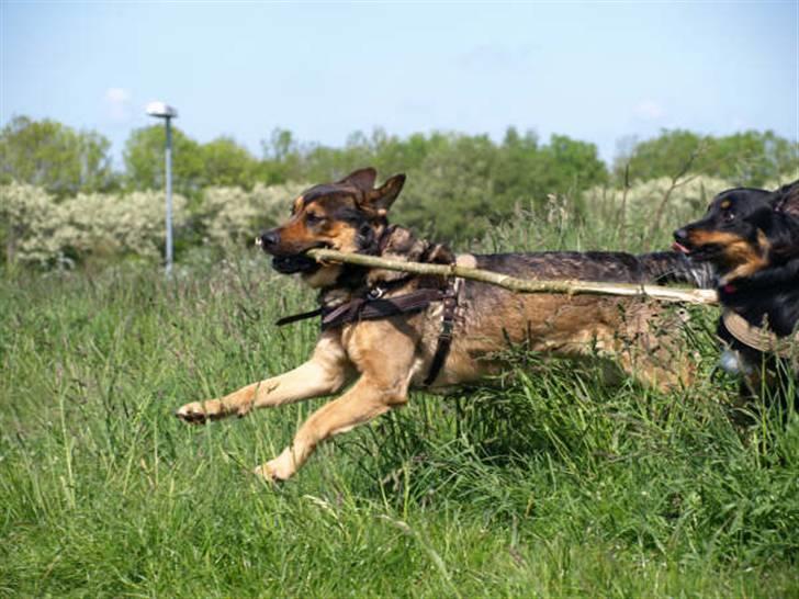 Blanding af racer Loke Rott/schæfer/norsk elg hund billede 9