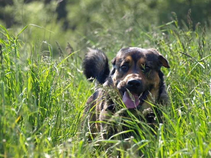 Blanding af racer Loke Rott/schæfer/norsk elg hund billede 11