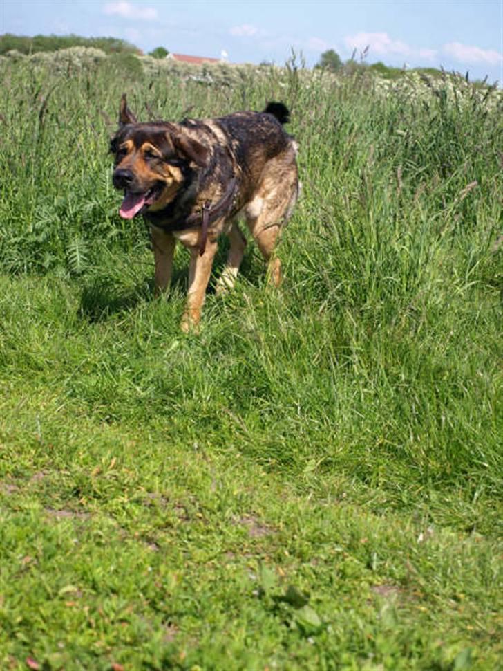 Blanding af racer Loke Rott/schæfer/norsk elg hund billede 12