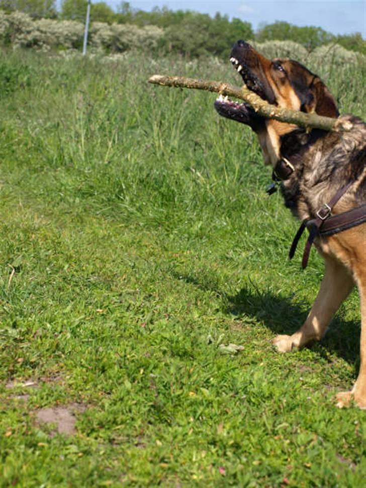 Blanding af racer Loke Rott/schæfer/norsk elg hund billede 13