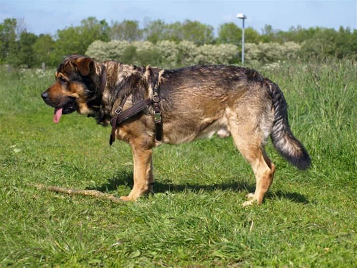 Blanding af racer Loke Rott/schæfer/norsk elg hund billede 14