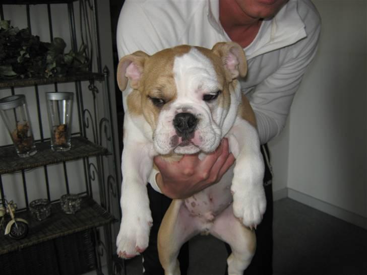Engelsk bulldog Benji billede 1