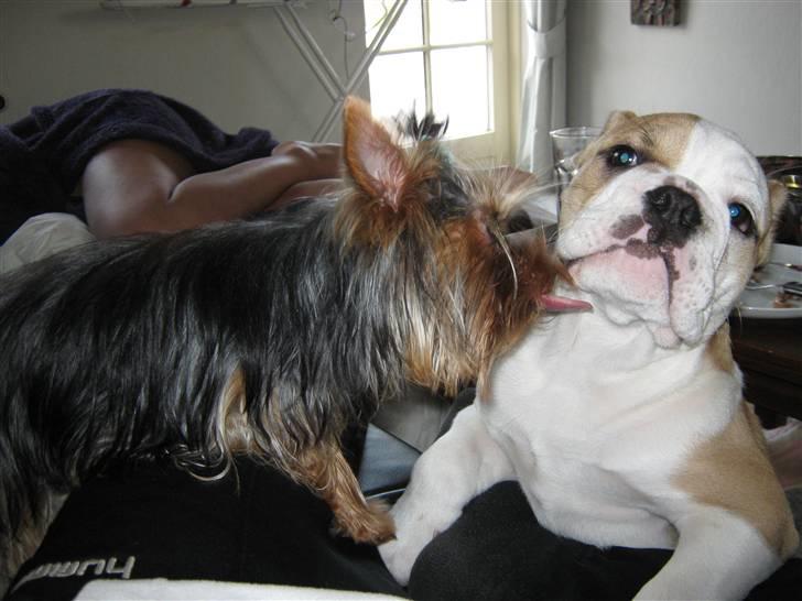 Engelsk bulldog Benji billede 2