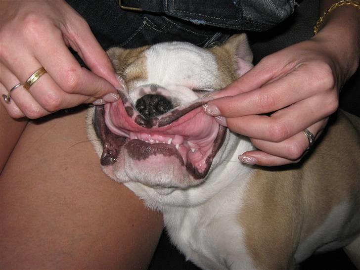 Engelsk bulldog Benji billede 3