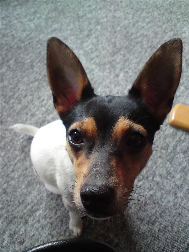 Dansk svensk gaardhund Kischa billede 15