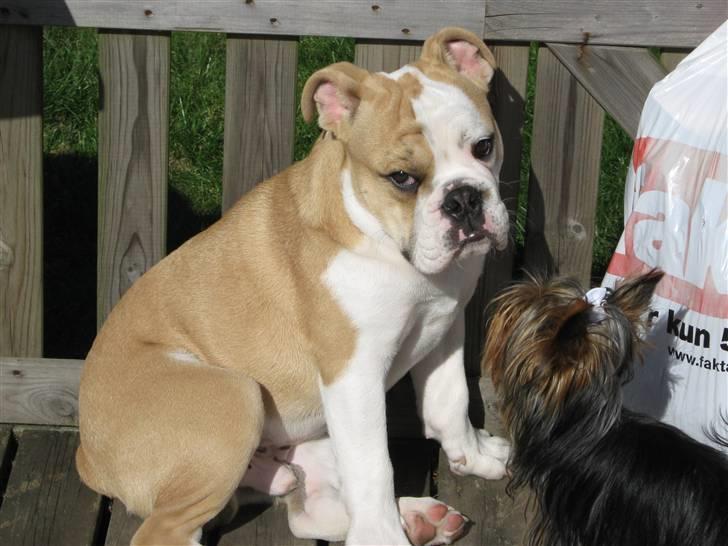 Engelsk bulldog Benji billede 4