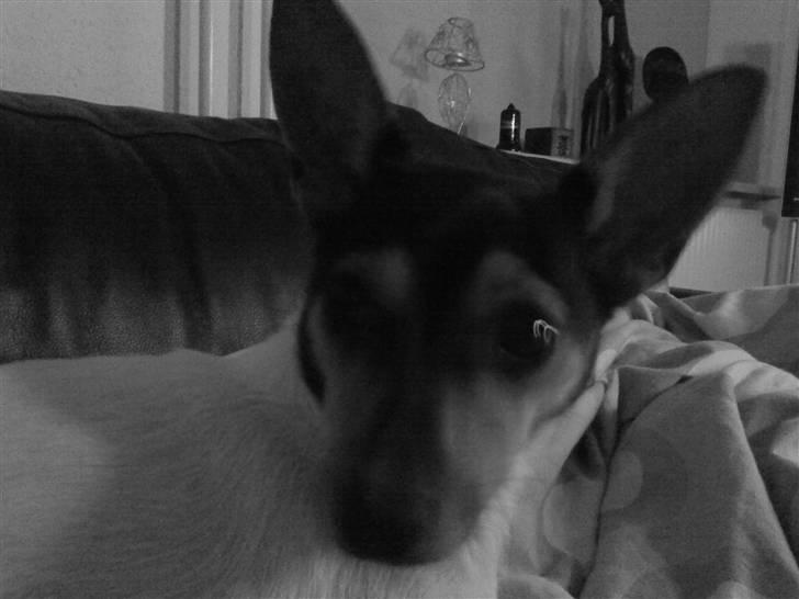 Dansk svensk gaardhund Kischa billede 16