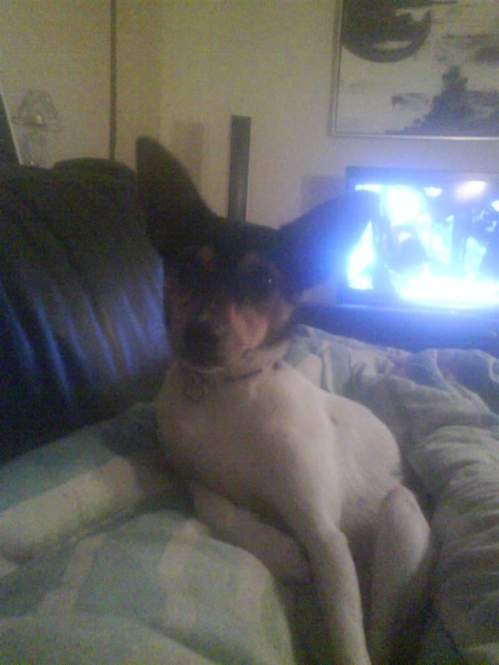 Dansk svensk gaardhund Kischa billede 17