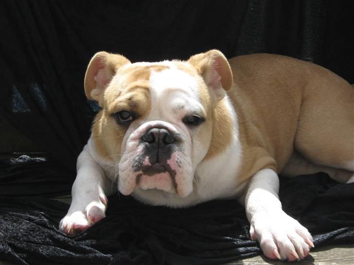 Engelsk bulldog Benji billede 5