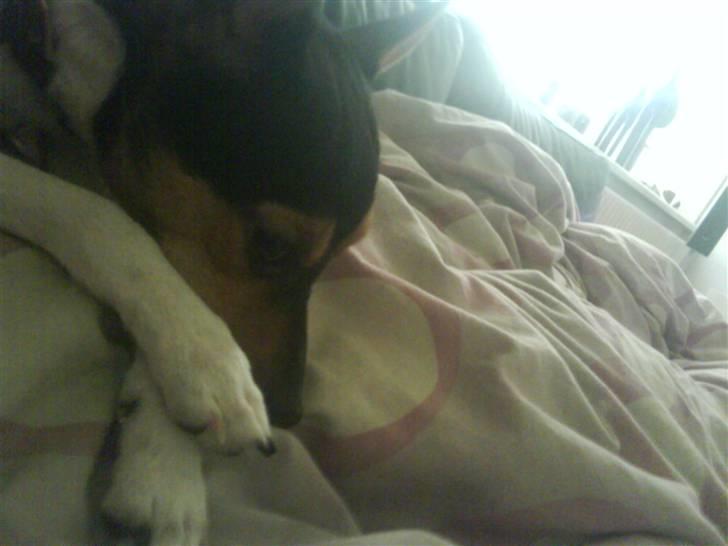 Dansk svensk gaardhund Kischa billede 18